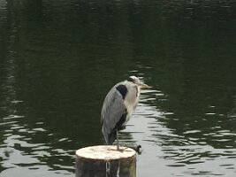 IMG_3515