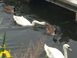 IMG_3516